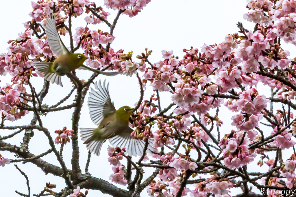 鎮国寺 熱海桜 メジロ 飛翔 2