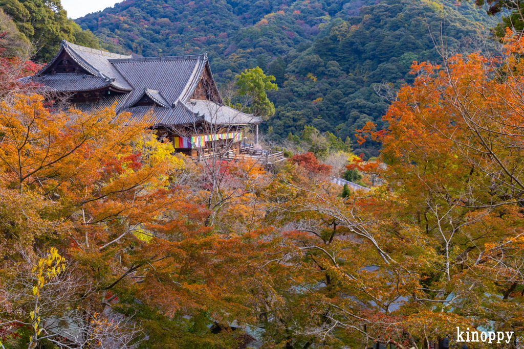 長谷寺 紅葉 10