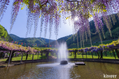 白井大町藤公園 2