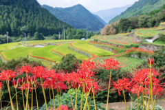 番所棚田 彼岸花