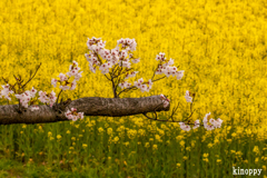 藤原宮跡　菜の花と桜 5