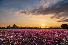 キリン コスモスフェスタ2019 夕景