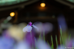 宮地嶽神社 菖蒲 8
