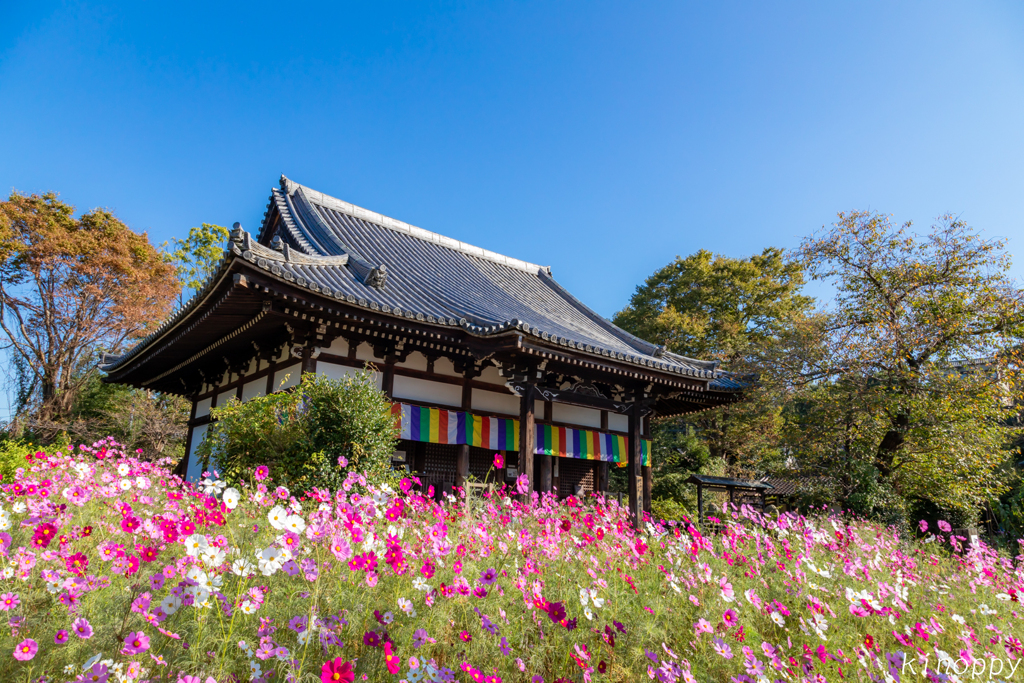般若寺 コスモス 2