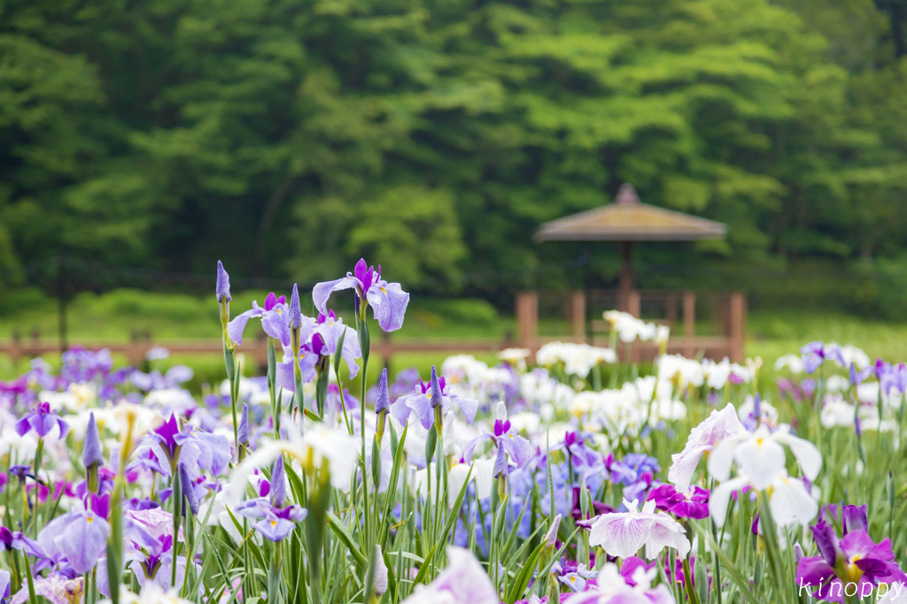 神楽女湖花しょうぶ園 3