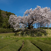 納戸料 百年桜 2