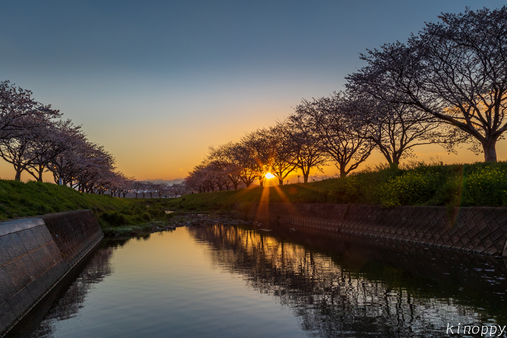 草場川桜並木 夕景