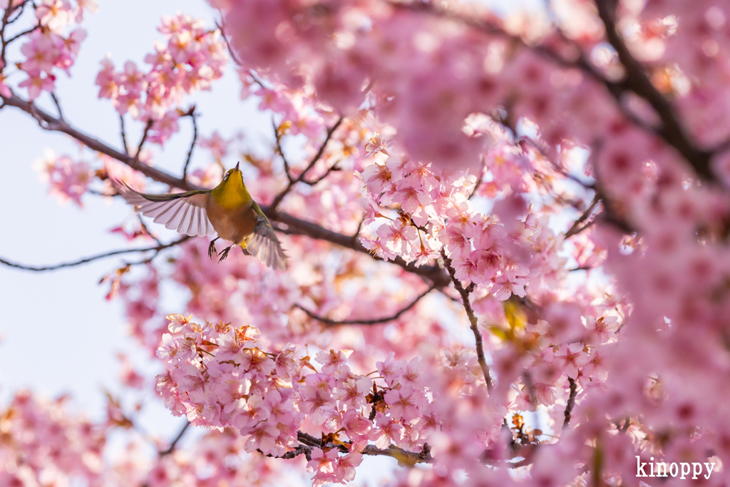 児島湖 河津桜 メジロ 7