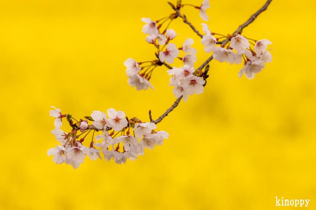 藤原宮跡　菜の花と桜 6