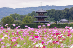 法起寺 コスモス畑 2