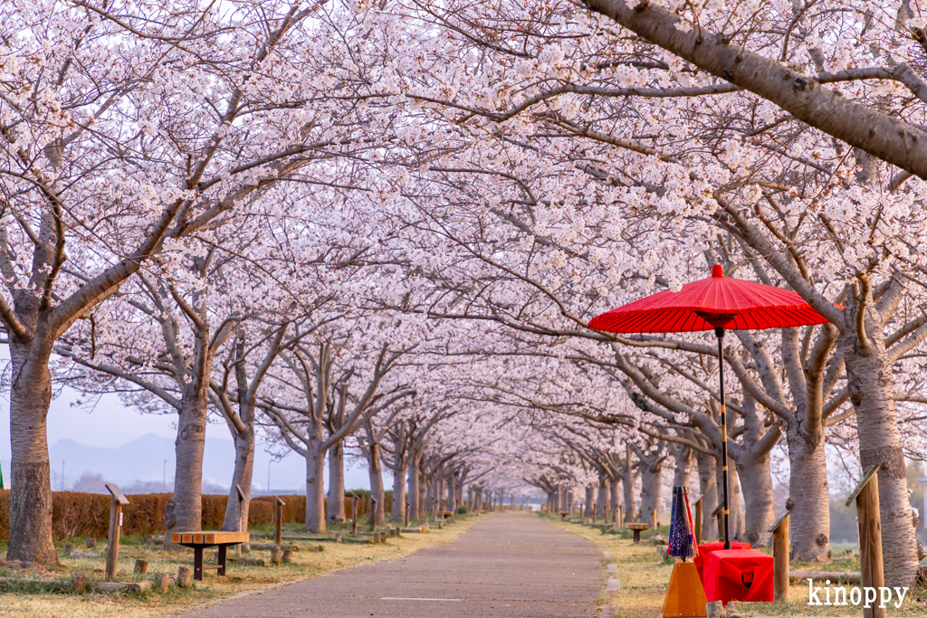 おの桜づつみ回廊 4