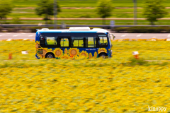 ひまわりの丘公園 8