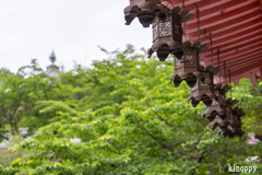 壷阪寺 あぢさゐ回廊 4
