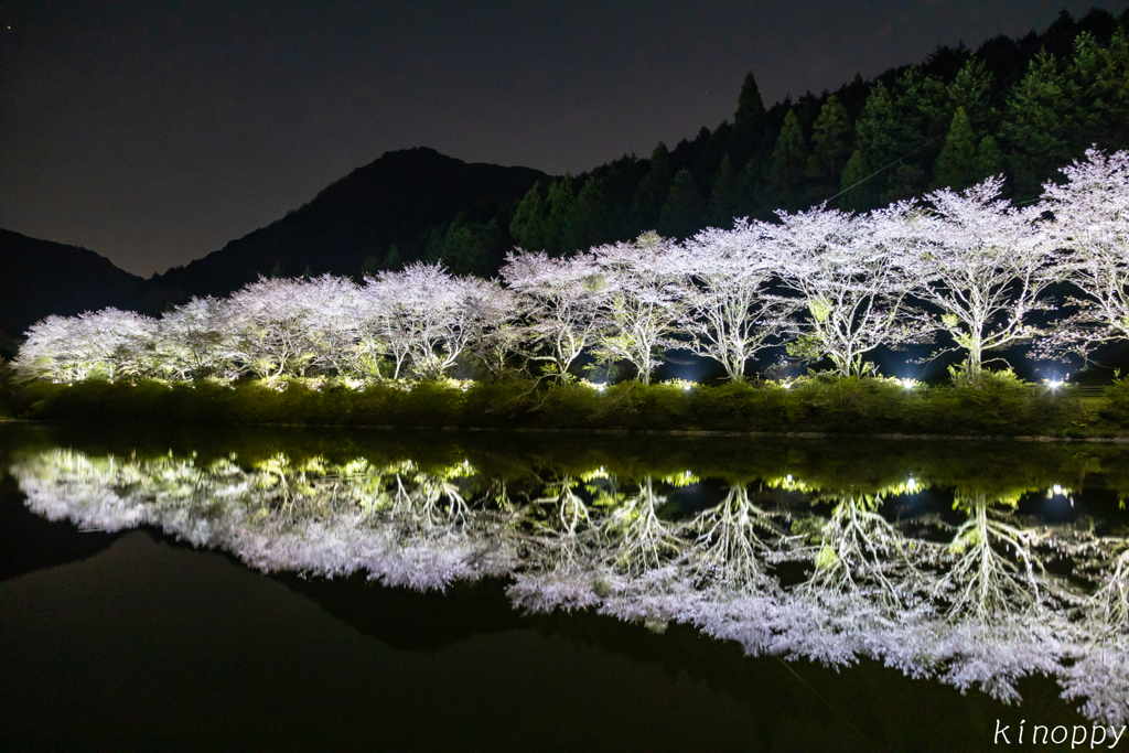 赤穂山八天桜