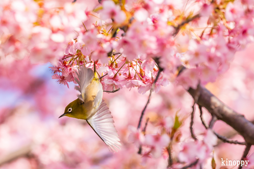 児島湖 河津桜 メジロ 4