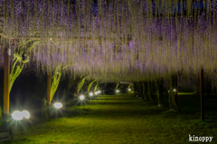 和気藤公園 ライトアップ 4