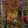 龍穏寺 紅葉 2