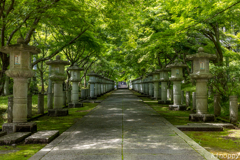 高山寺 新緑 2