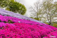 ヤマサ蒲鉾 芝桜 2