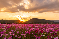 志方東コスモス畑 夕景