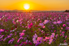 ひまわりの丘公園 コスモス 2