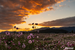 藤原京跡 コスモス畑 3