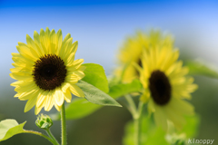 レモン色のひまわり 