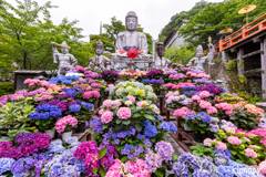 壷阪寺 あぢさゐ回廊 2