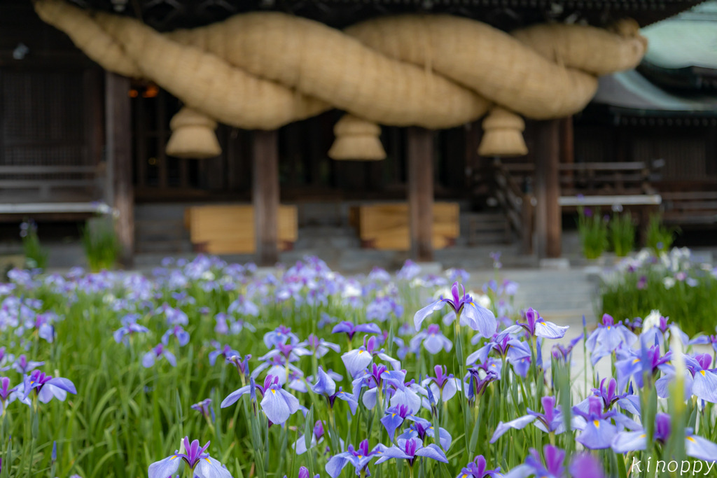 宮地嶽神社 菖蒲 5
