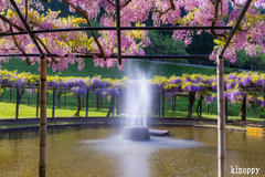 白井大町藤公園 4