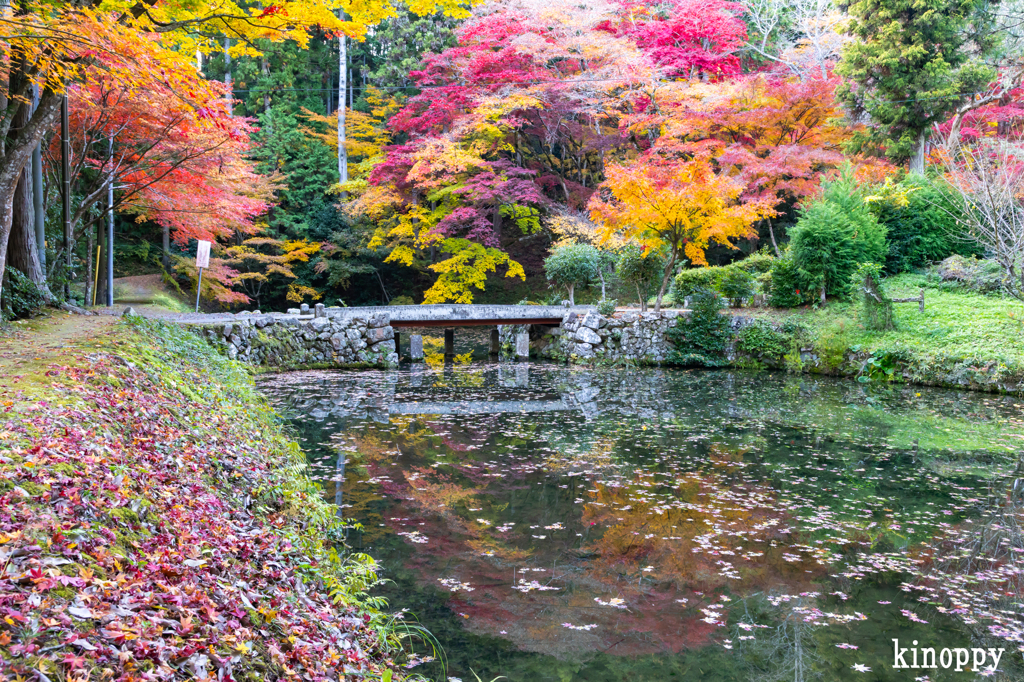 洞光寺 紅葉 5