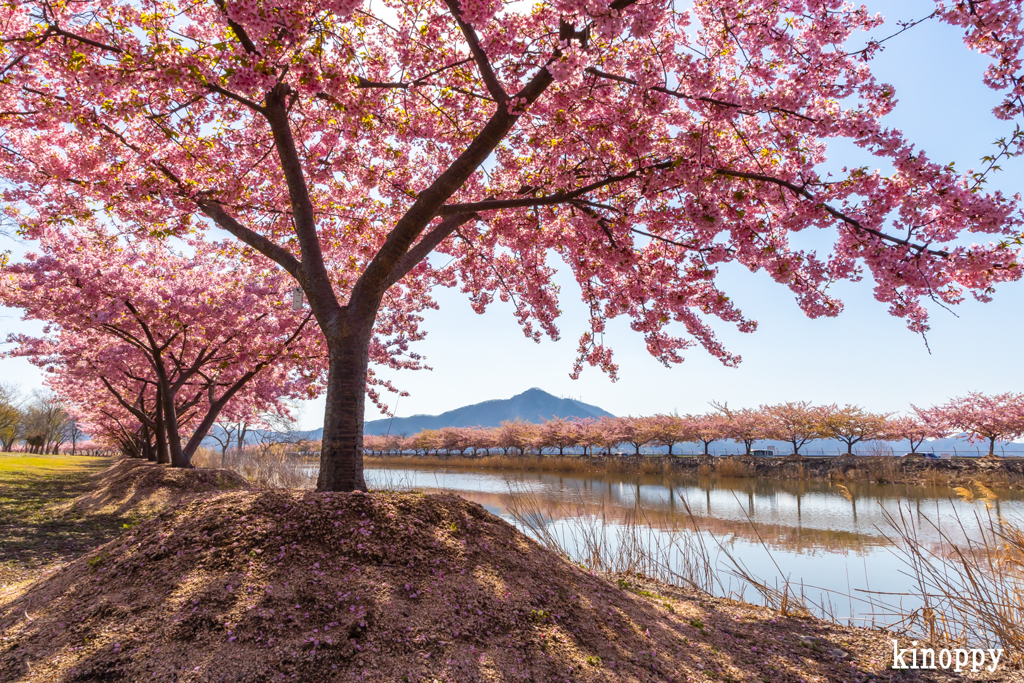 児島湖花回廊 河津桜 7
