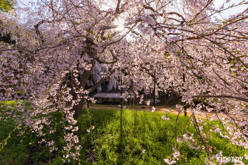 曹源寺 しだれ桜 5