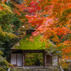法然院 紅葉 4