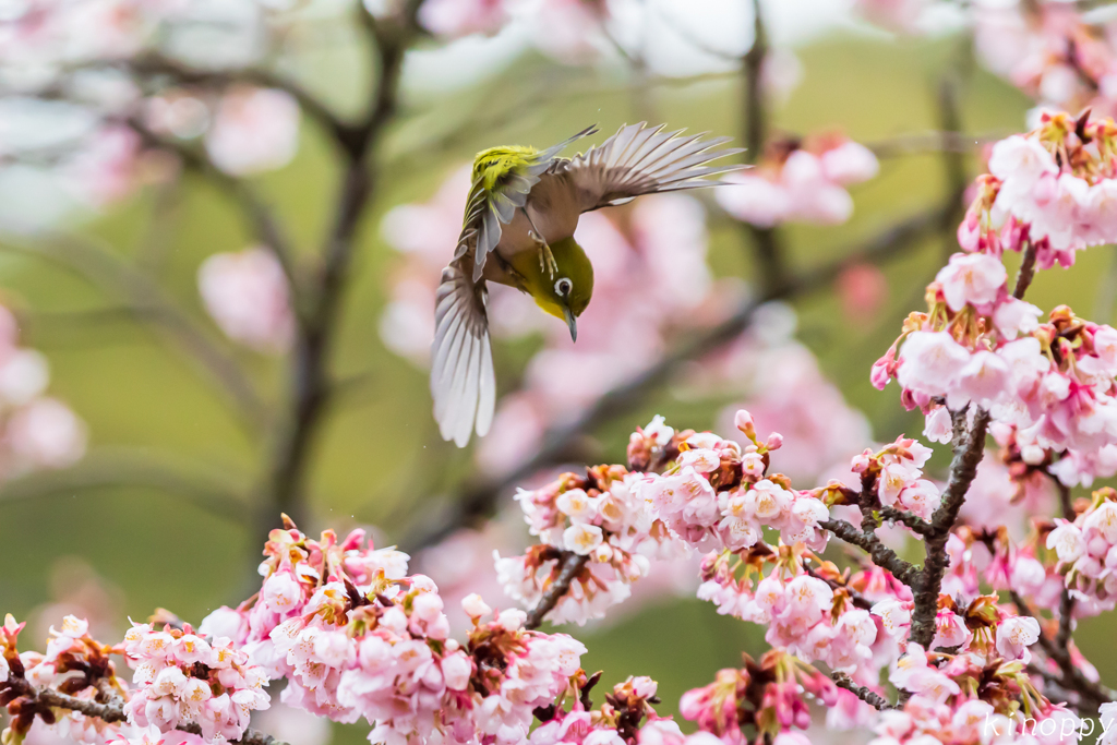 鎮国寺 熱海桜 メジロ 飛翔