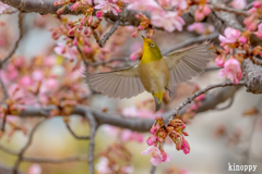 河津桜 メジロ 7