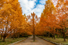 神戸市立森林植物園 紅葉