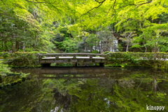 法然院 新緑 4