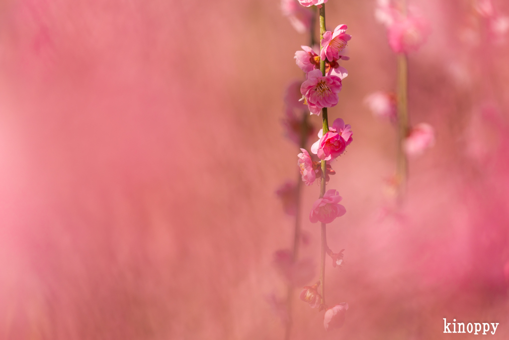 鈴鹿の森庭園 11