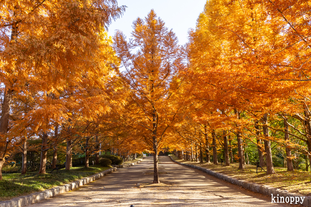 神戸市立森林植物園 紅葉