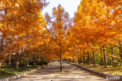 神戸市立森林植物園 紅葉