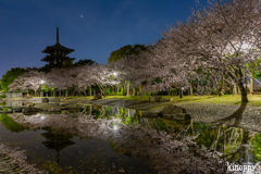 公園の桜