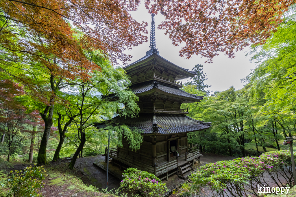 高源寺 新緑