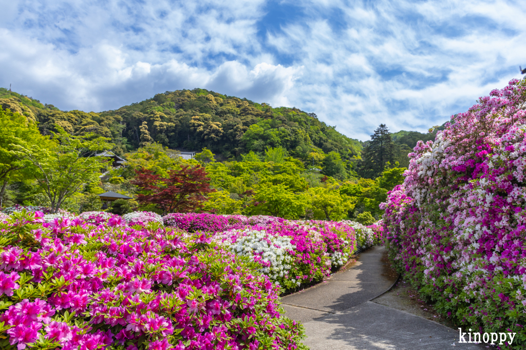 三室戸寺 ツツジ 5