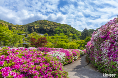 三室戸寺 ツツジ 5