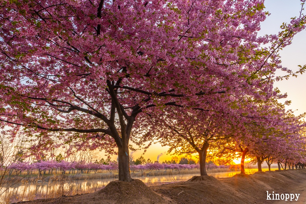 児島湖花回廊 河津桜