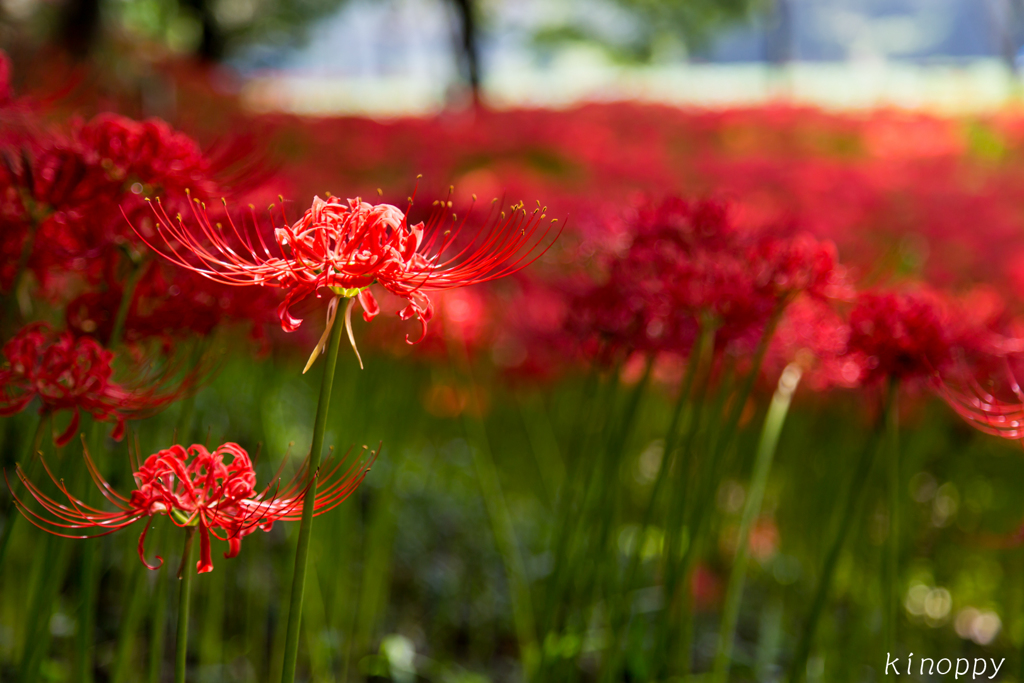 七ツ森古墳  彼岸花