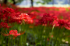 七ツ森古墳  彼岸花