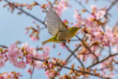 河津桜 メジロ 8