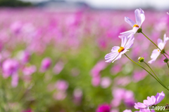 ひまわりの丘公園 コスモス 8